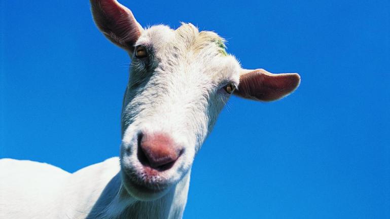 geit-moet-regenlaarzen-dragen