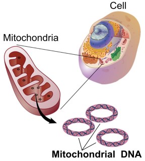 mtdnamitochondrial_dna_lg