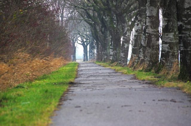 Met paardenstront dus!